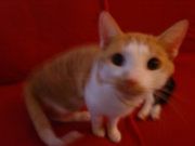 Unser vermisster Kater Felix - 