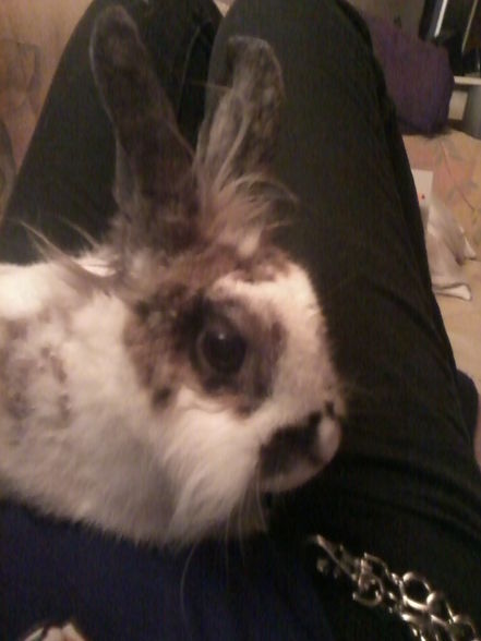 mei kleiner hase  =) - 