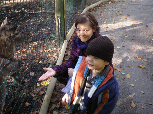 tierpark herbst - 