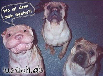 Tierbilder - 