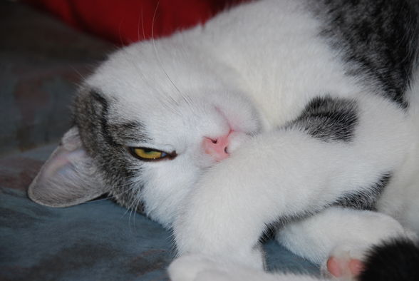 mei sweet kater.. - 