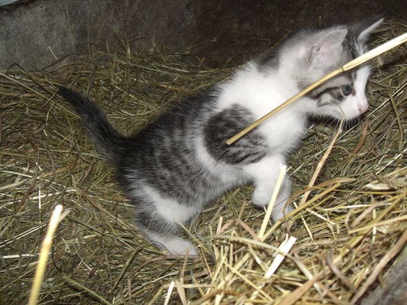 mei sweet kater.. - 