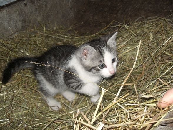 mei sweet kater.. - 