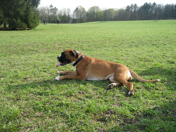 Unser Boxer "Mona" - 