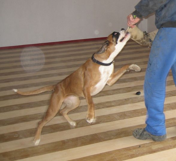 Unser Boxer "Mona" - 