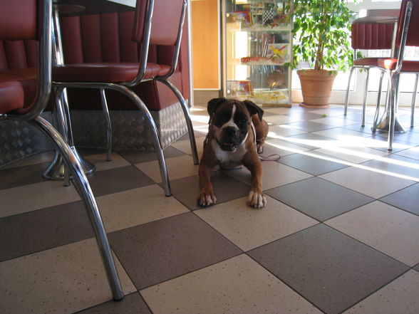 Unser Boxer "Mona" - 