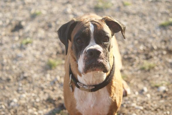 Unser Boxer "Mona" - 