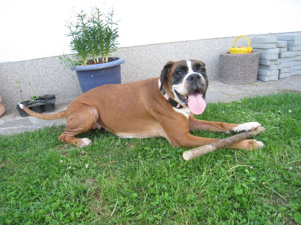 Unser Boxer "Mona" - 