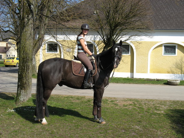 mein Pferd - 