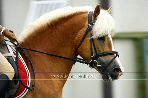 Haflinger Europaschau - 