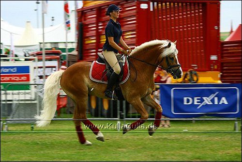 Haflinger Europaschau - 