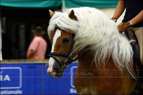 Haflinger Europaschau - 