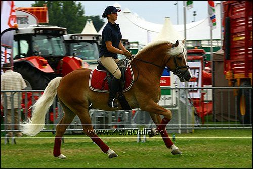 Haflinger Europaschau - 