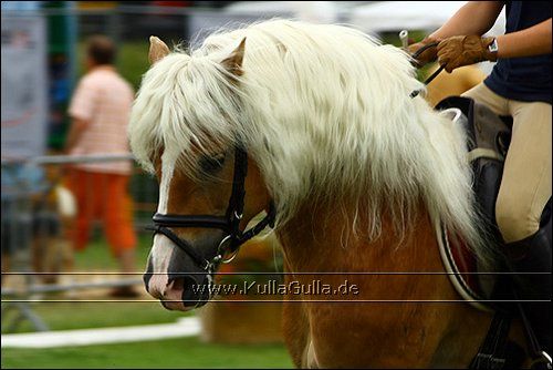 Haflinger Europaschau - 