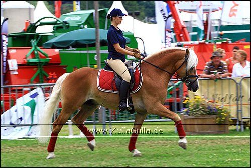 Haflinger Europaschau - 