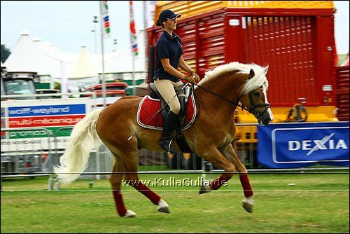 Haflinger Europaschau - 