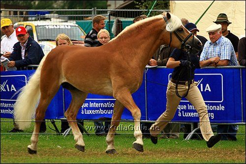 Haflinger Europaschau - 