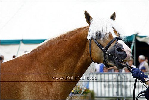 Haflinger Europaschau - 