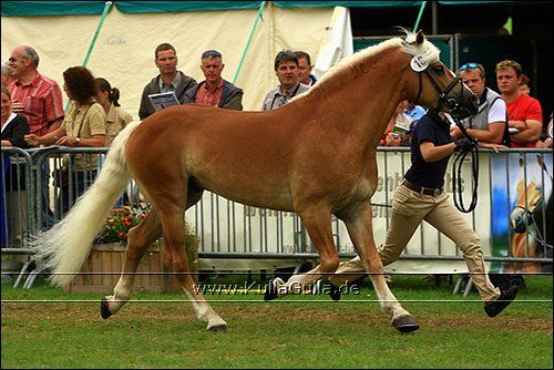 Haflinger Europaschau - 