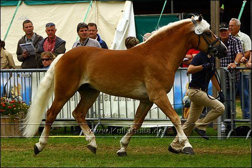 Haflinger Europaschau - 