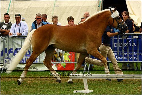 Haflinger Europaschau - 