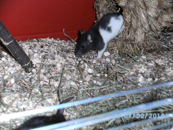 Meine Ratten - 