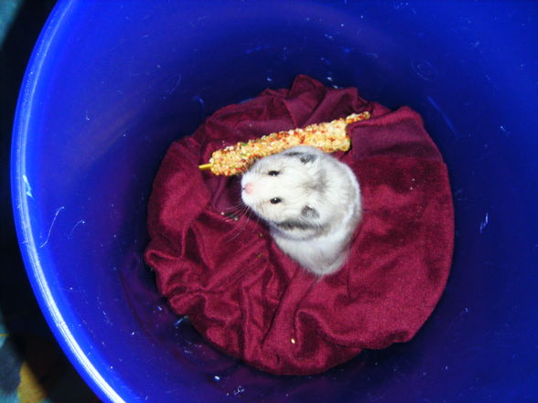 meine hamsterliii - 