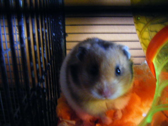 meine hamsterliii - 