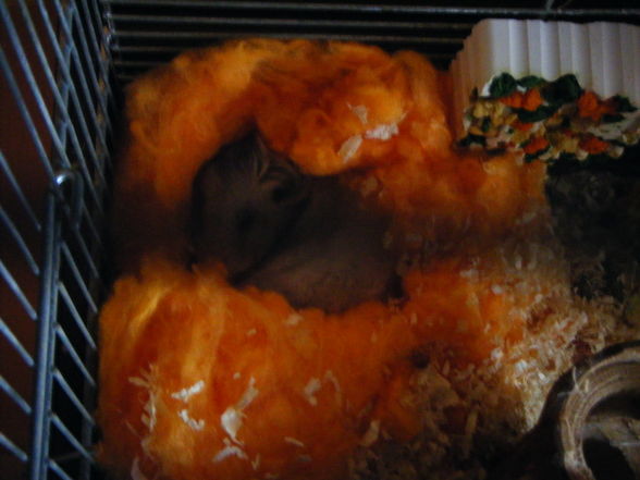 meine hamsterliii - 