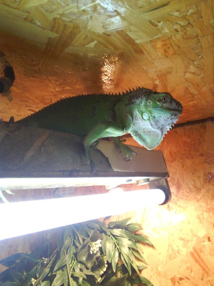 My Iguanas......XD  - 