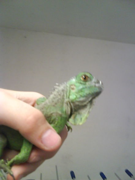 My Iguanas......XD  - 