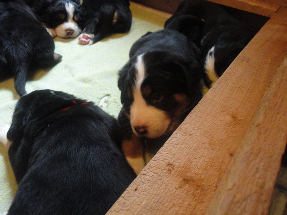 Süße baby Berner sennenhunde :D - 