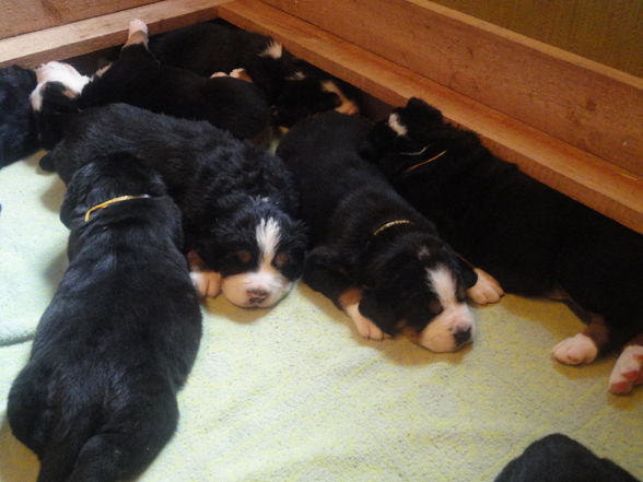 Süße baby Berner sennenhunde :D - 