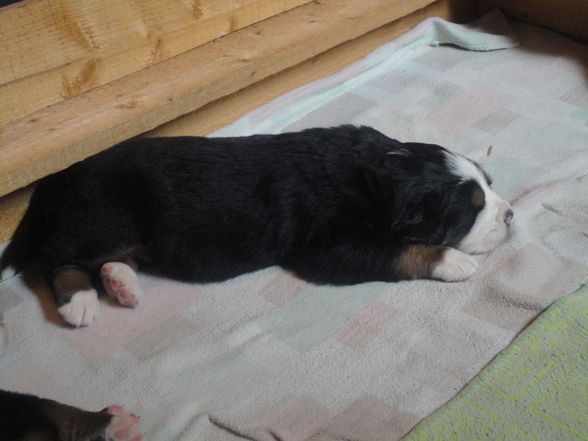 Süße baby Berner sennenhunde :D - 