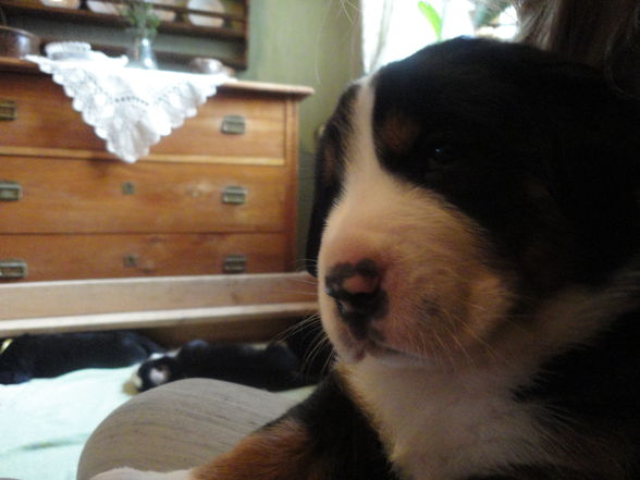 Süße baby Berner sennenhunde :D - 