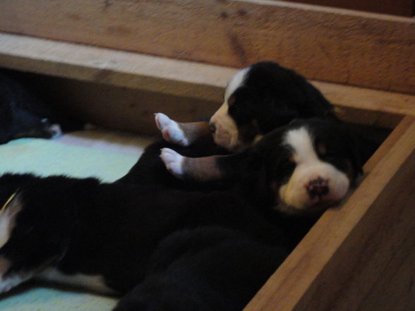 Süße baby Berner sennenhunde :D - 