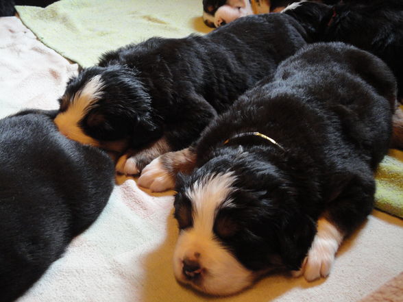 Süße baby Berner sennenhunde :D - 