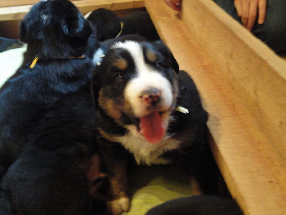 Süße baby Berner sennenhunde :D - 