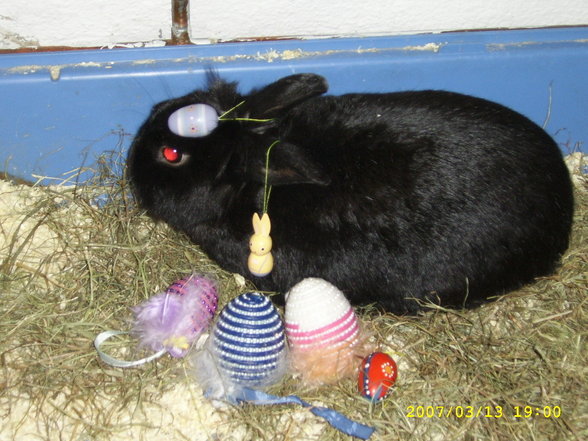 Ferdi - 
