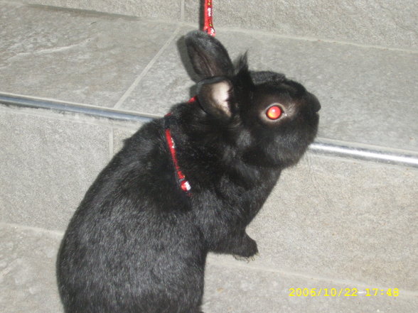 Ferdi - 