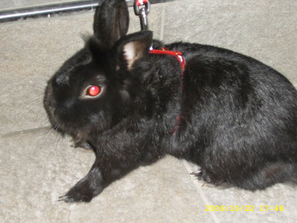 Ferdi - 