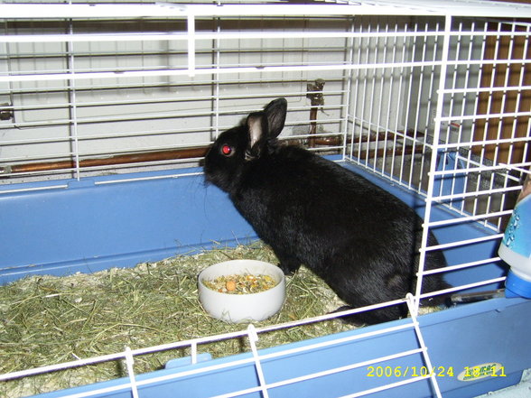 Ferdi - 