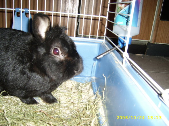 Ferdi - 