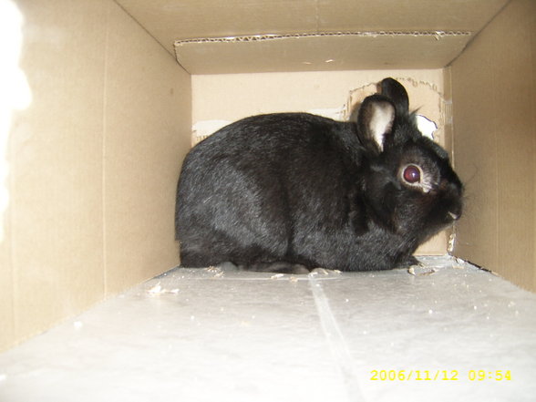 Ferdi - 