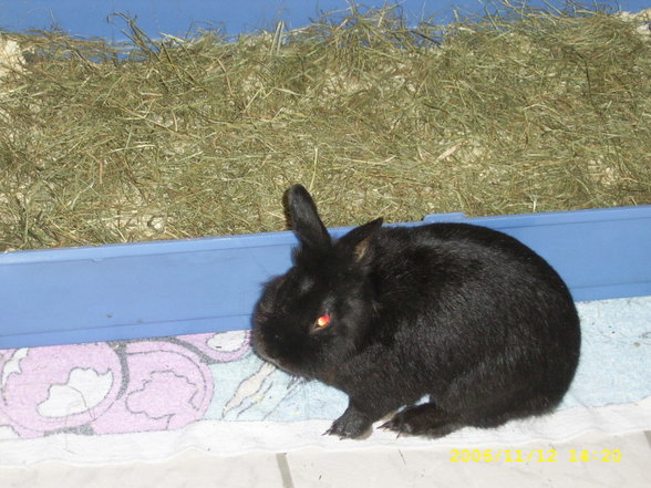 Ferdi - 
