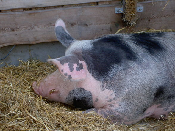 Sommertag auf Gut Aiderbichl - 