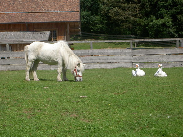 Sommertag auf Gut Aiderbichl - 