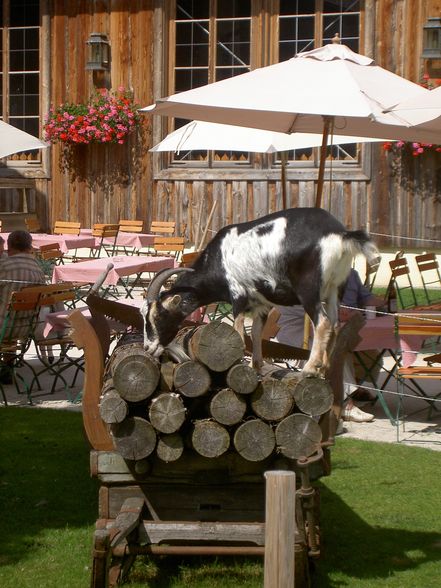 Ein Sommertag auf Gut Aiderbichl - 