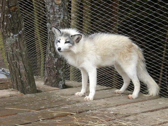 Mein Patenfuchs Kibib und seine Brüder - 