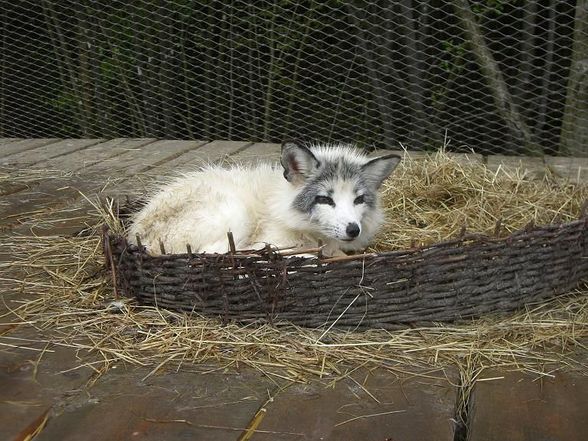 Mein Patenfuchs Kibib und seine Brüder - 